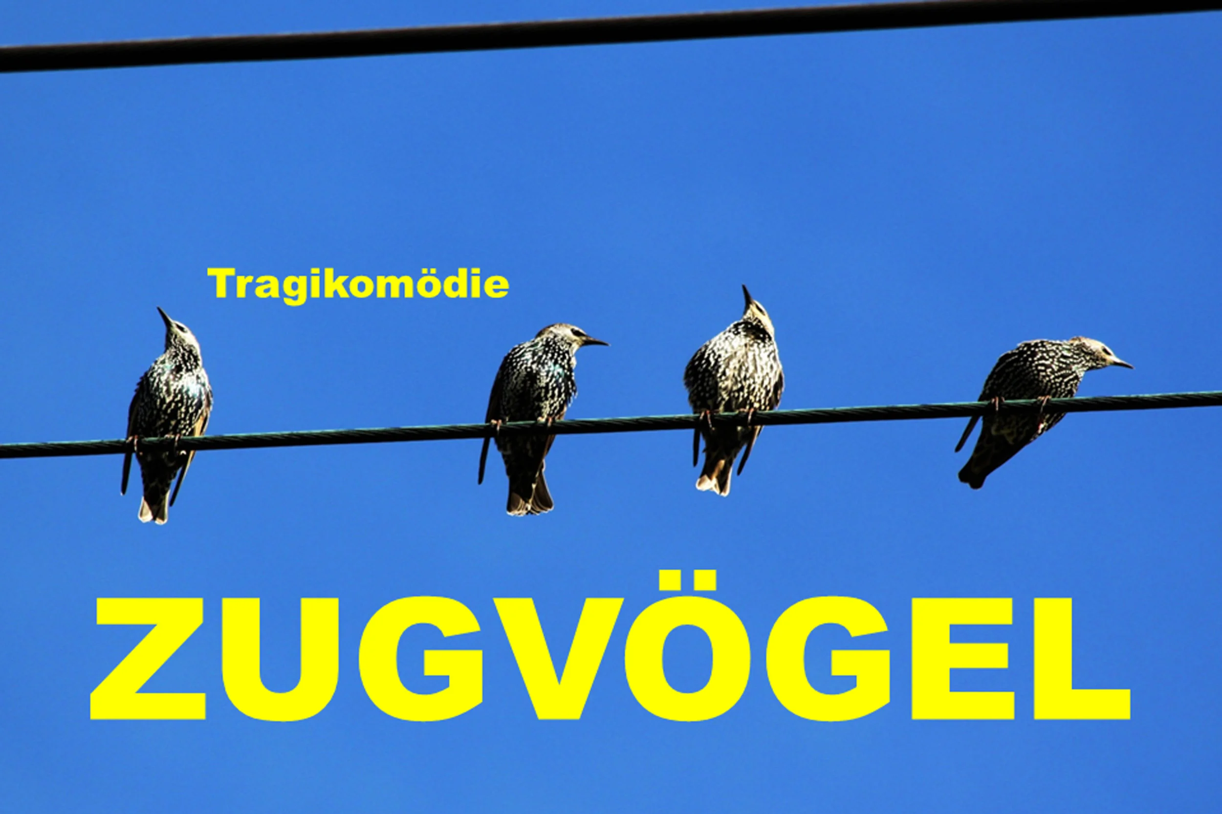 Zugvögel I Theater shortvivant